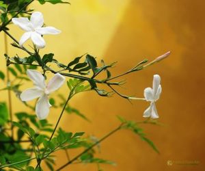 jazmin-oloroso-andres-flores-ales