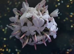 Biznaga. Andrés Florres Alés