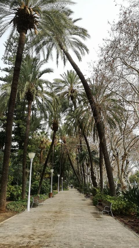 Palmeras parque Andrés Flores