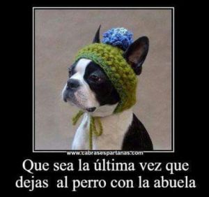 perro-con-gorrito