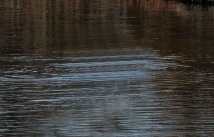Agua. Andrés Flores Alés